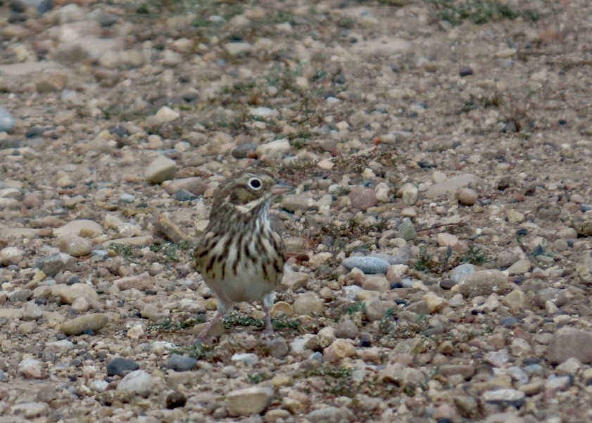 Vesper Sparrow - ML641290266