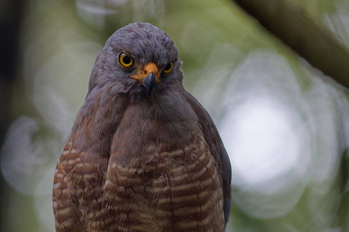 Roadside Hawk - ML641290267