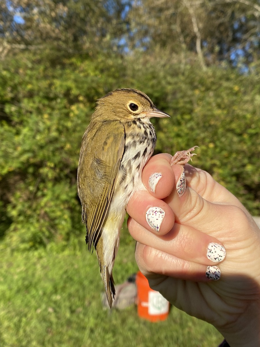 Ovenbird - ML641290268