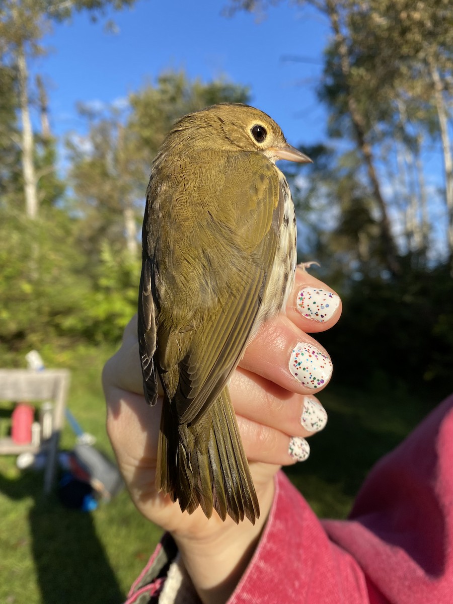 Ovenbird - ML641290269