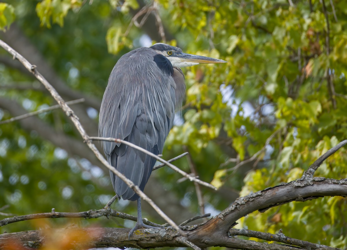 Great Blue Heron (Great Blue) - ML641290272
