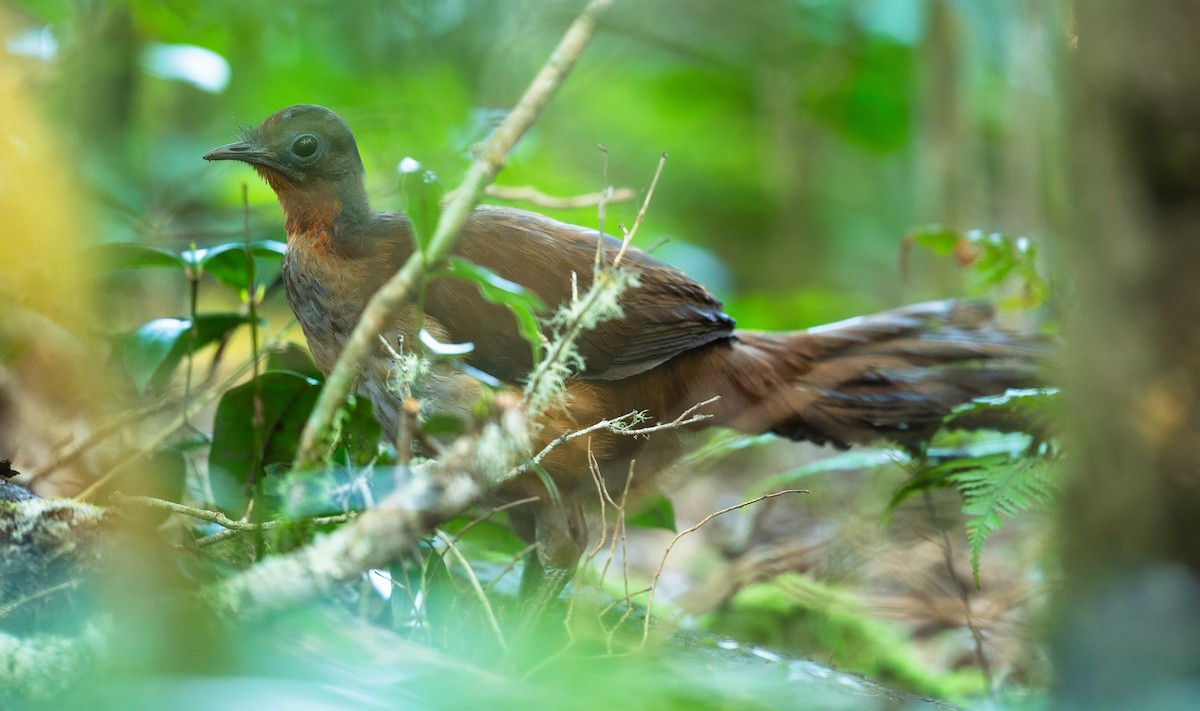Albert's Lyrebird - ML641290273