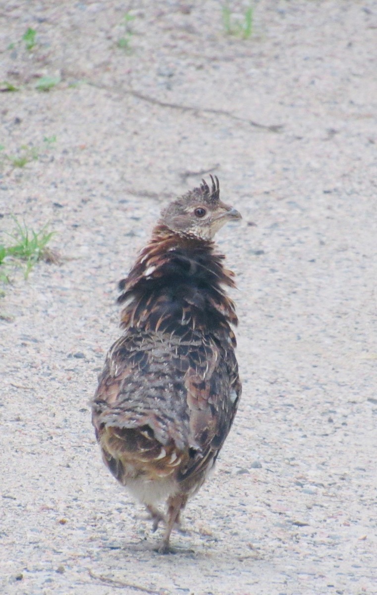 Ruffed Grouse - ML641290274