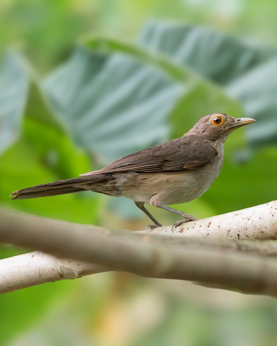 Spectacled Thrush - ML641290279