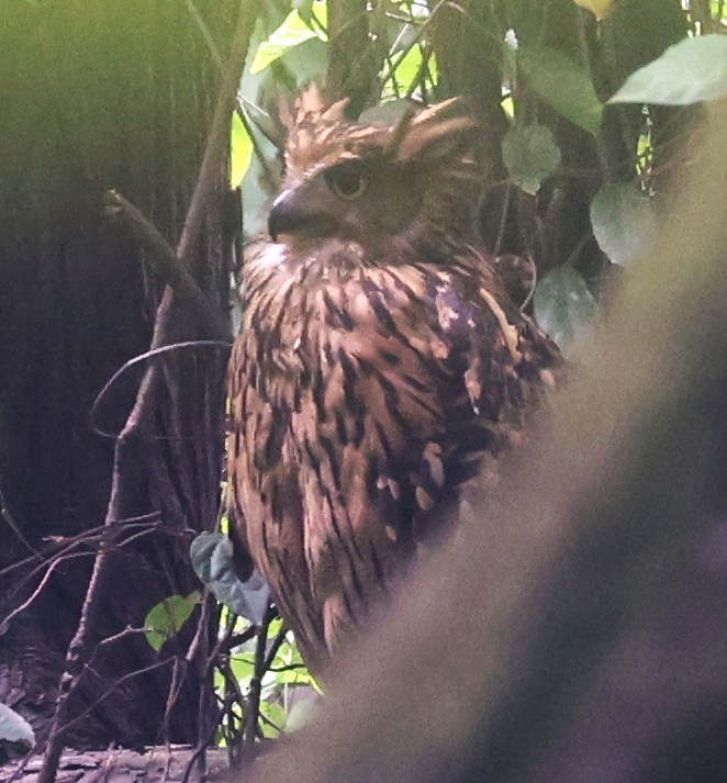 Tawny Fish-Owl - ML641290281