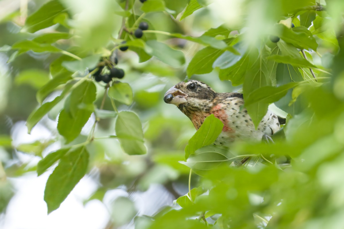 Rose-breasted Grosbeak - ML641290283