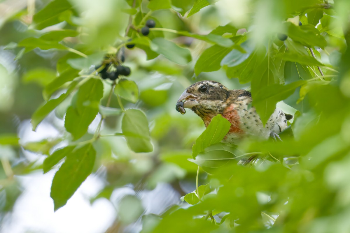 Rose-breasted Grosbeak - ML641290284