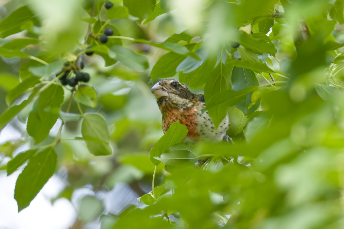 Rose-breasted Grosbeak - ML641290285