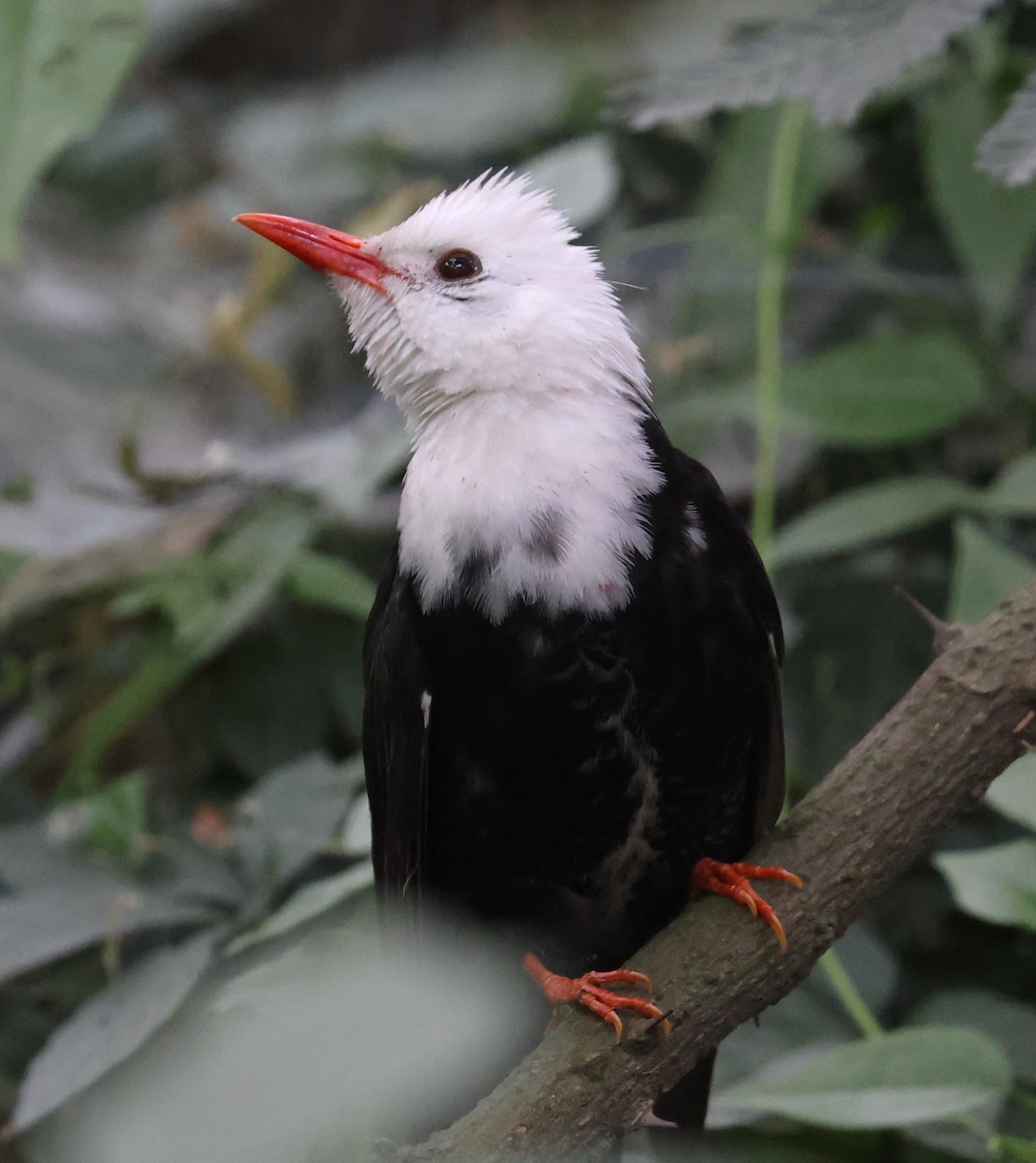 Black Bulbul - ML641290286