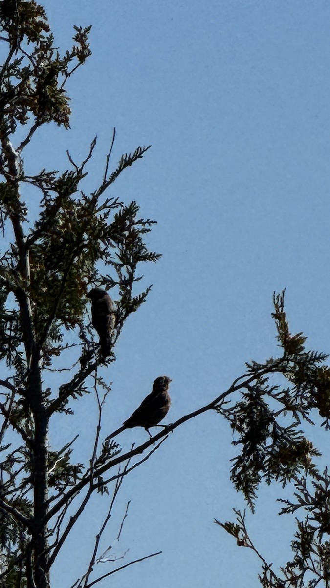 House Finch - ML641290316