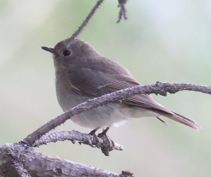 Slaty-backed Flycatcher - ML641290324