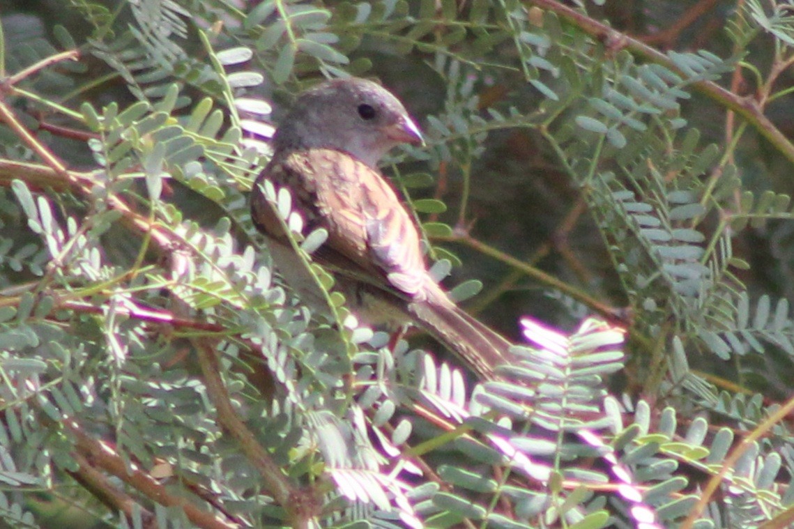 Black-chinned Sparrow - ML641290346