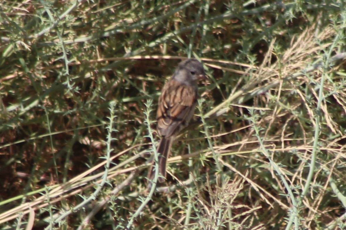 Black-chinned Sparrow - ML641290348