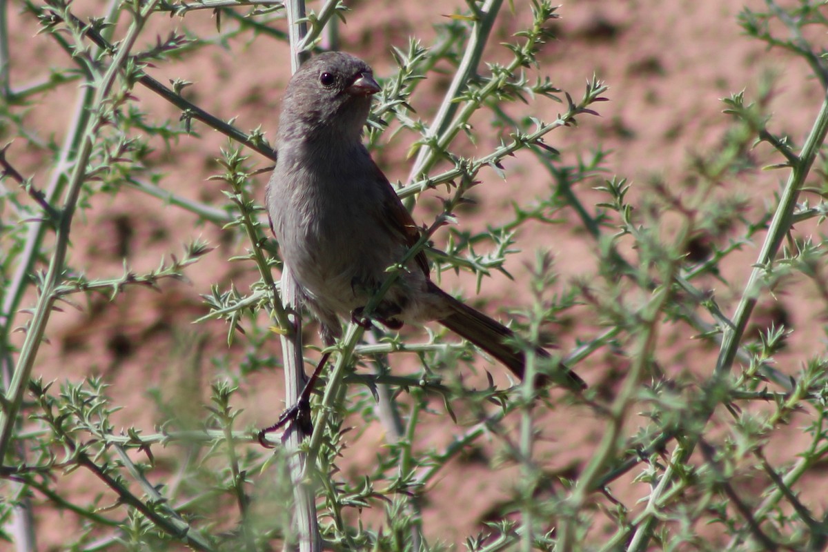 Black-chinned Sparrow - ML641290349