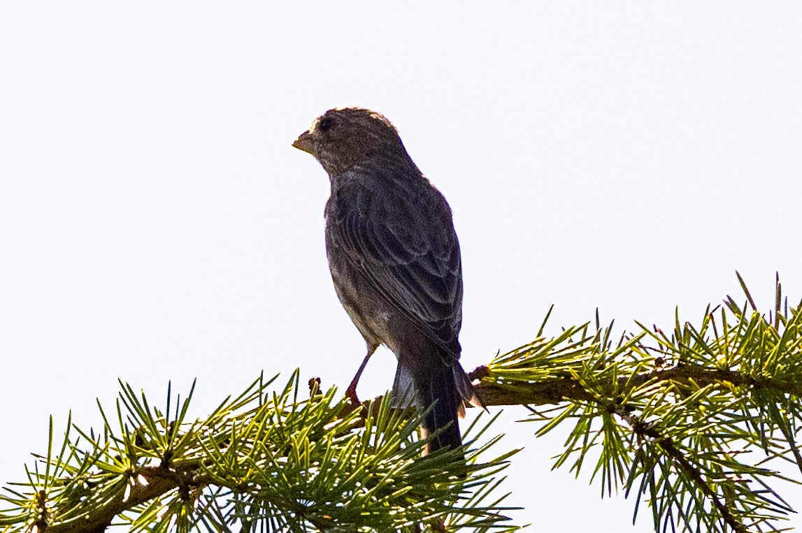 House Finch - ML641290372