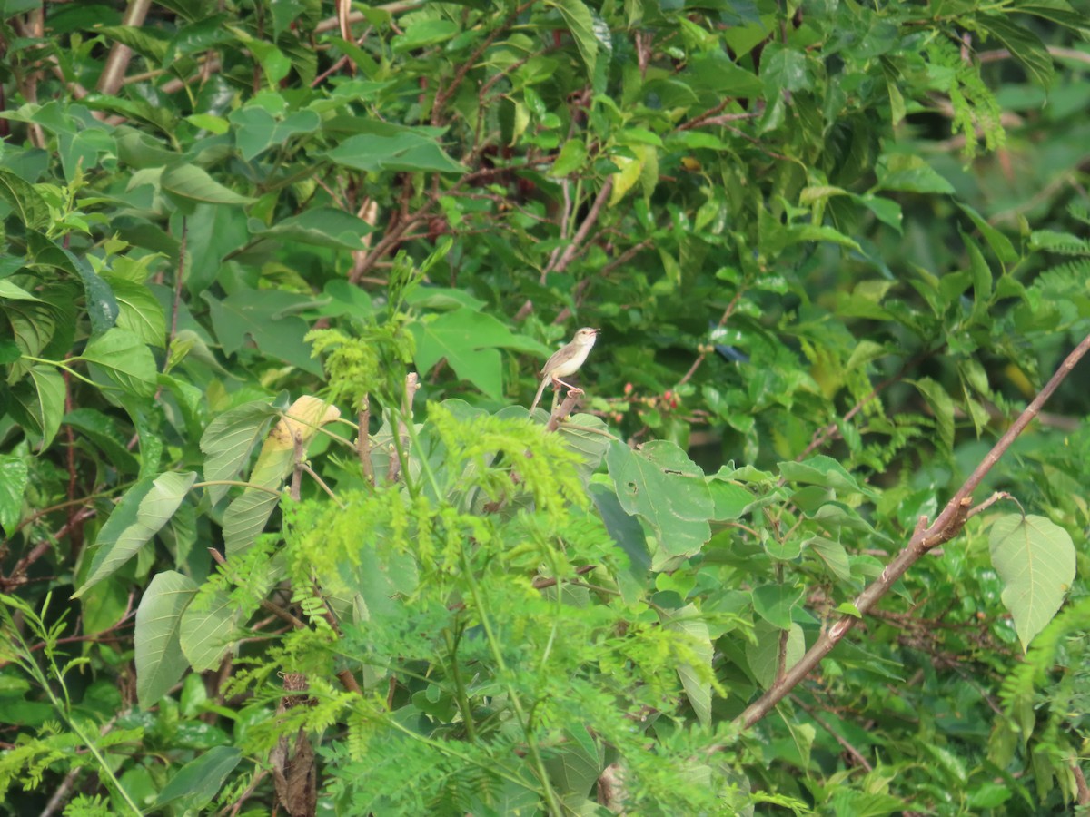 Plain Prinia - ML641290407