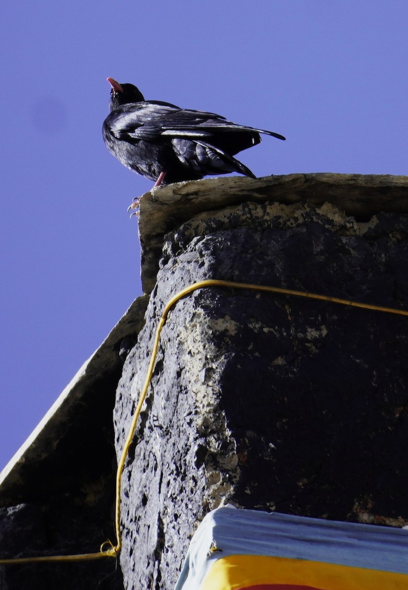 Red-billed Chough - ML641290444