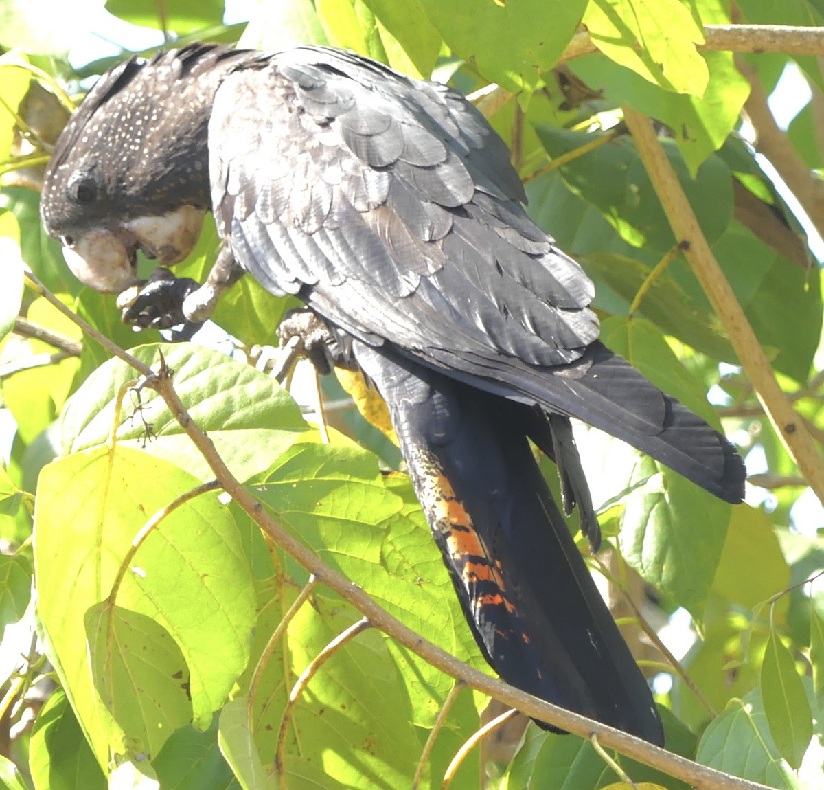 Red-tailed Black-Cockatoo - ML641290457