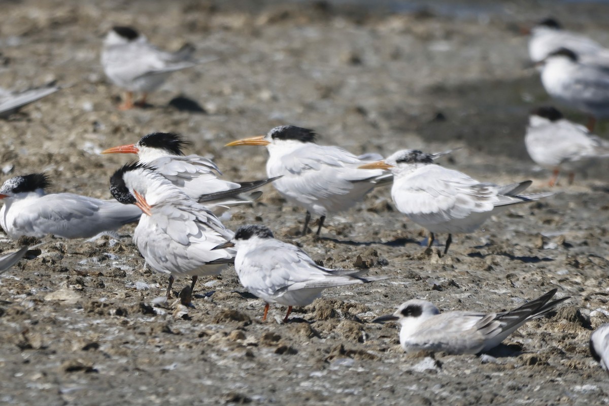 Elegant Tern - ML641290462