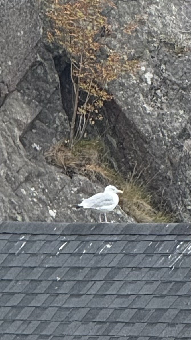 American Herring Gull - ML641290464