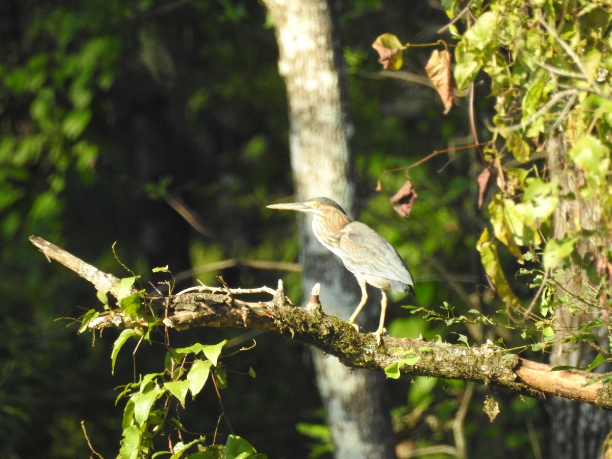 Green Heron - ML641290465