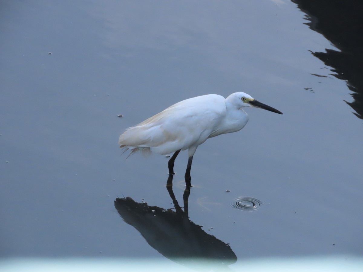 小白鷺 - ML641290467
