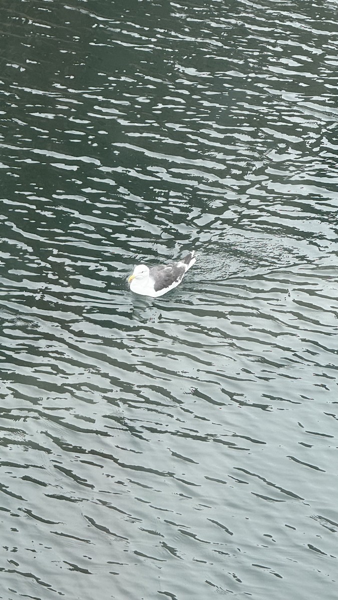 Great Black-backed Gull - ML641290470