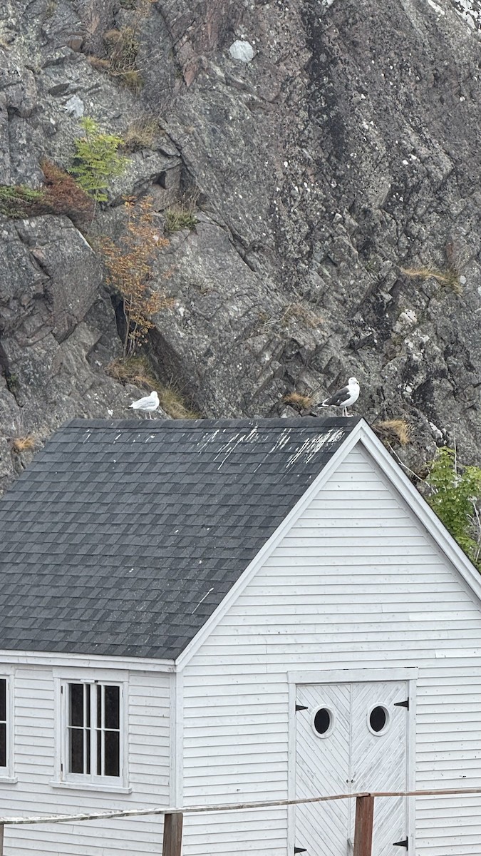 Great Black-backed Gull - ML641290471