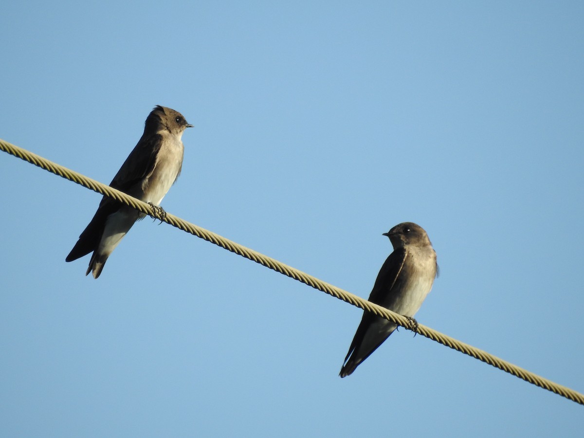 Northern Rough-winged Swallow - ML641290473
