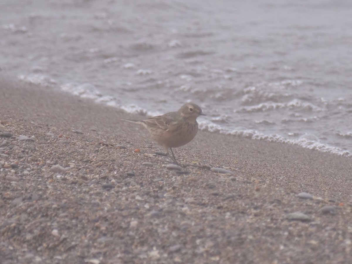American Pipit - ML641290475