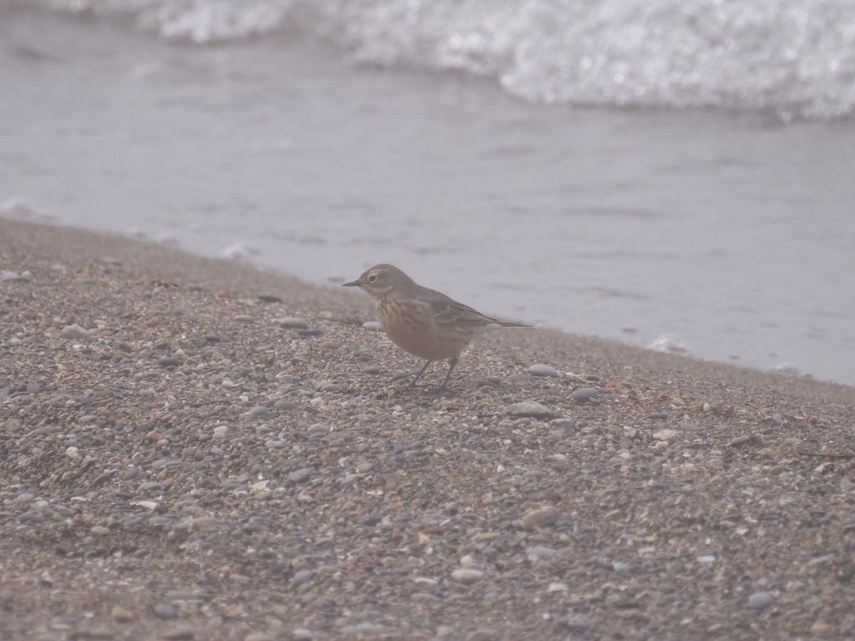 American Pipit - ML641290476