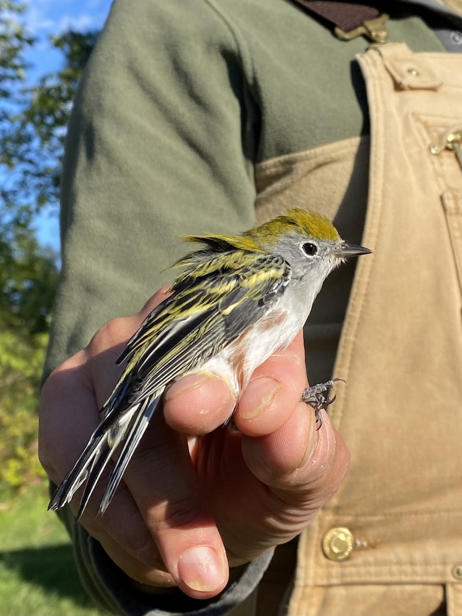 Chestnut-sided Warbler - ML641290477