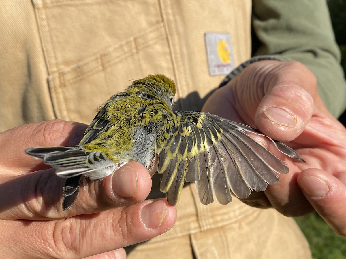 Chestnut-sided Warbler - ML641290478