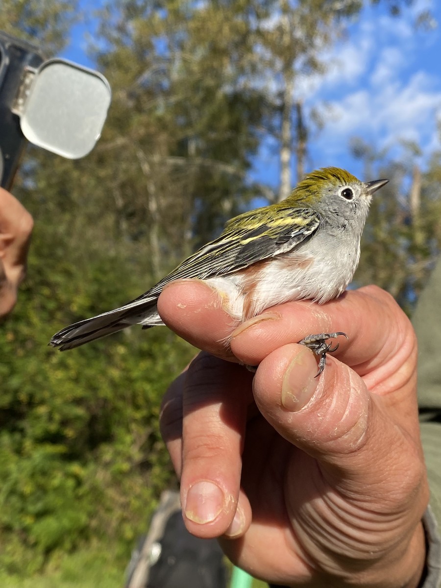 Chestnut-sided Warbler - ML641290479