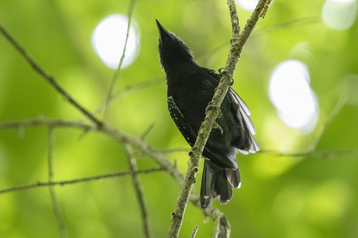 Black-hooded Antshrike - ML641290482