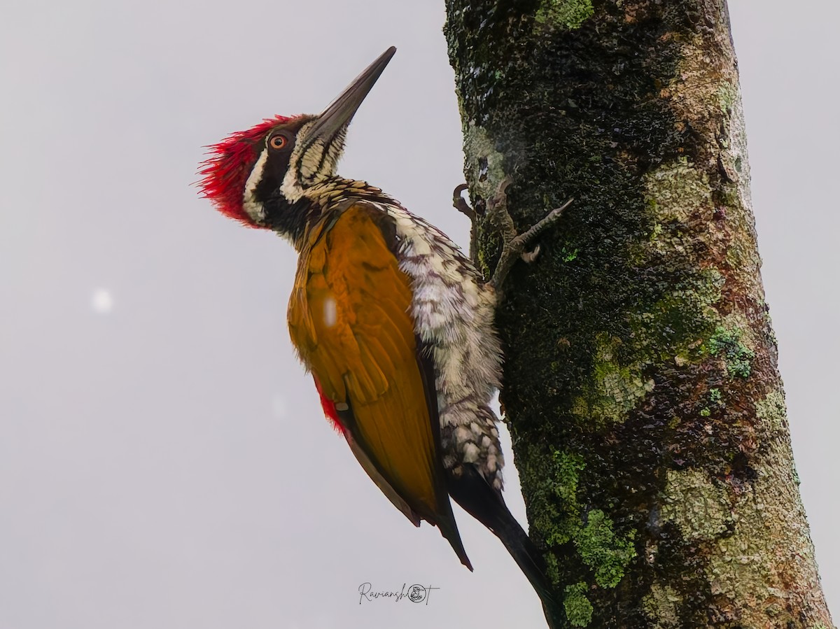 Greater Flameback - ML641290483