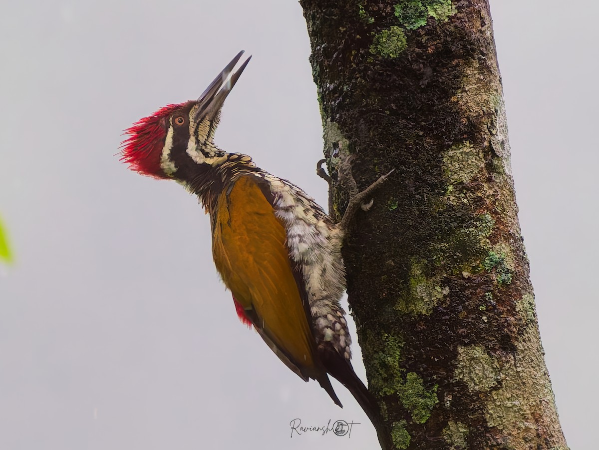 Greater Flameback - ML641290484