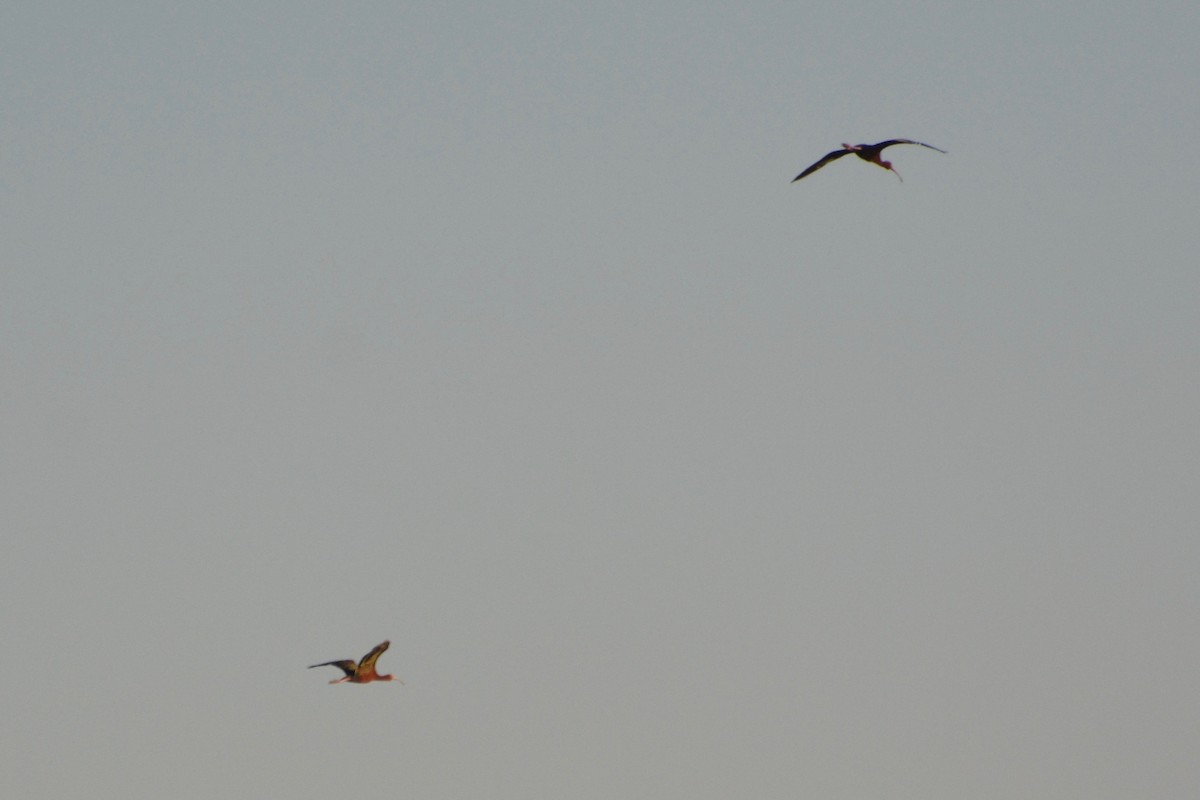 White-faced Ibis - ML64129051