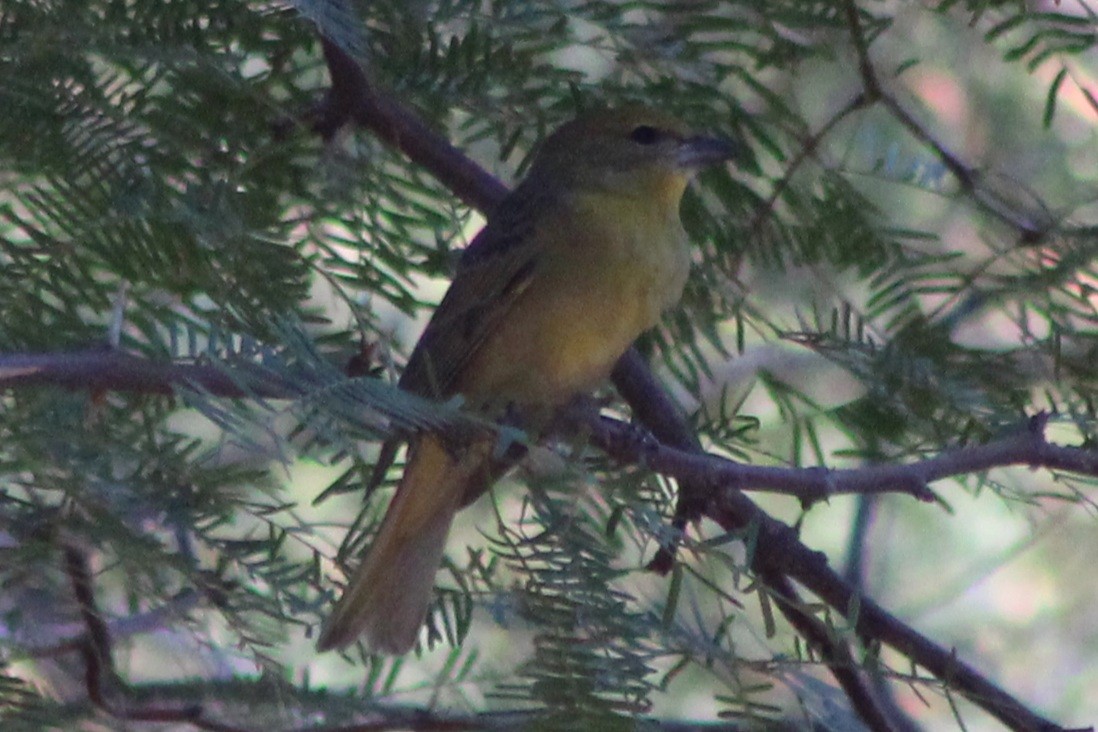 Hepatic Tanager (Northern) - ML641290569