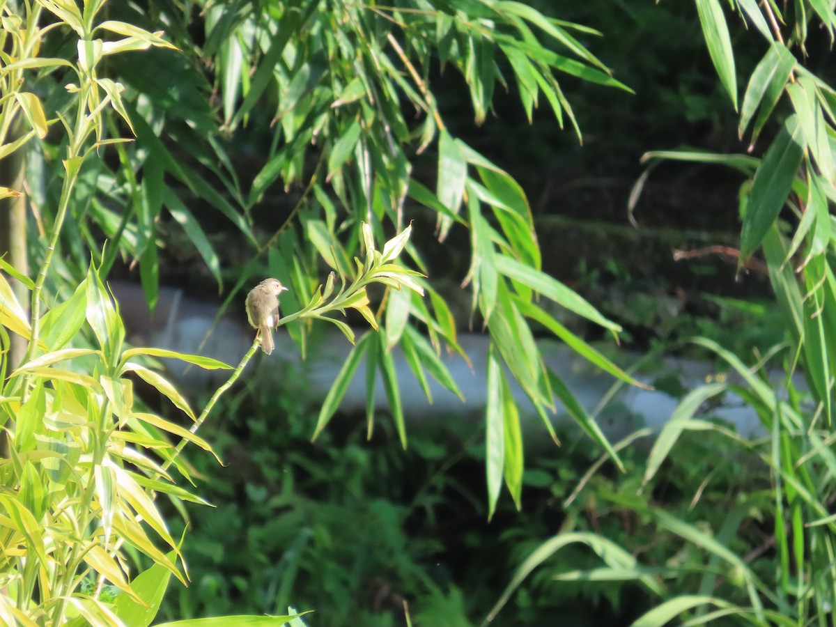 Plain Prinia - ML641290572