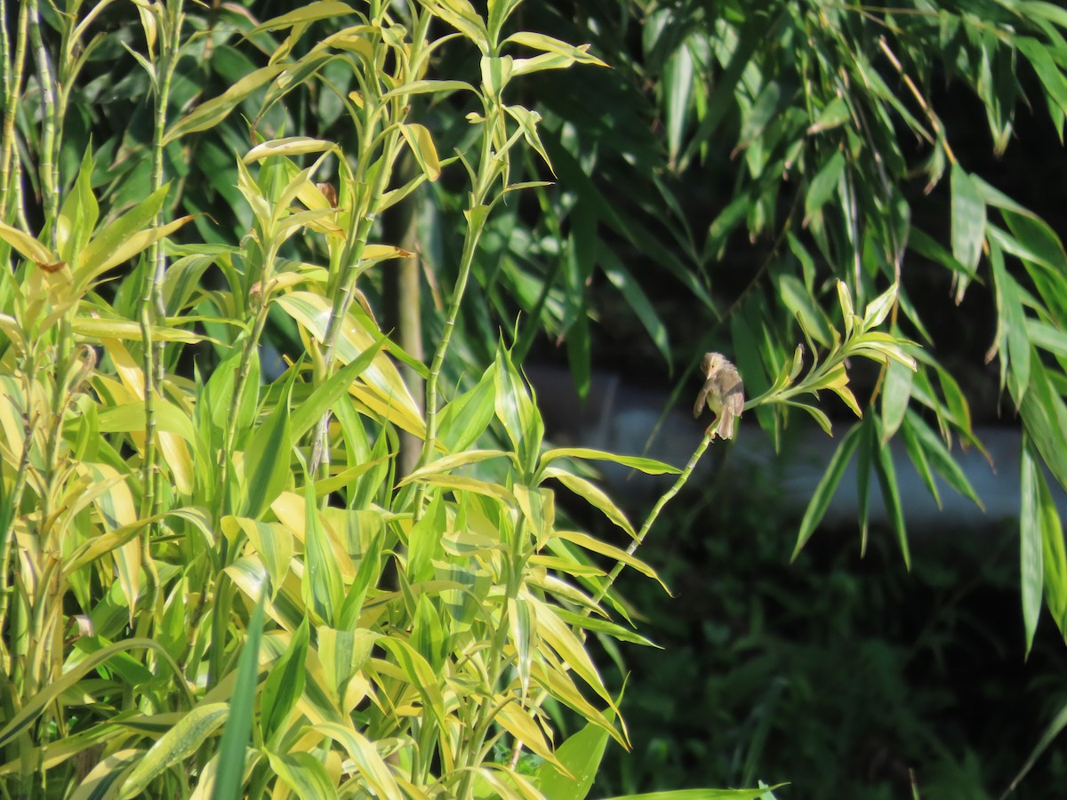 Plain Prinia - ML641290573