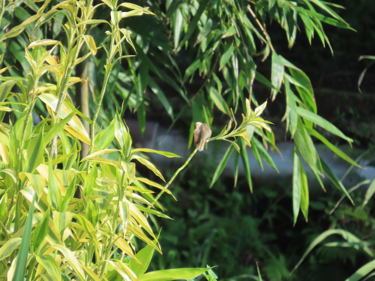 Plain Prinia - ML641290575