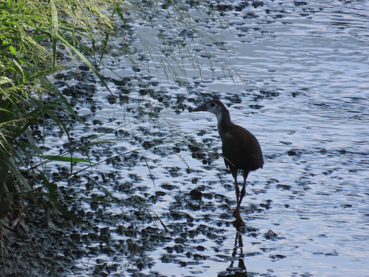 White-breasted Waterhen - ML641290588