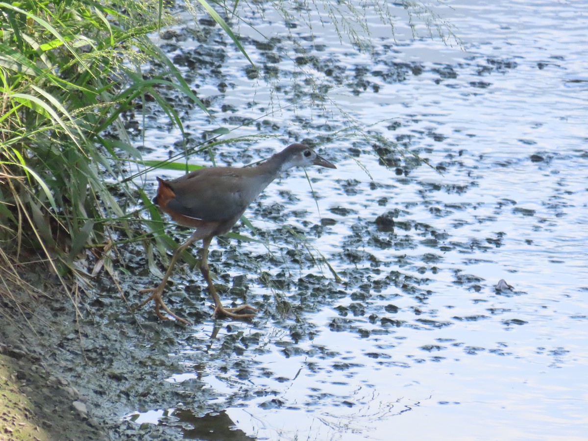 White-breasted Waterhen - ML641290589