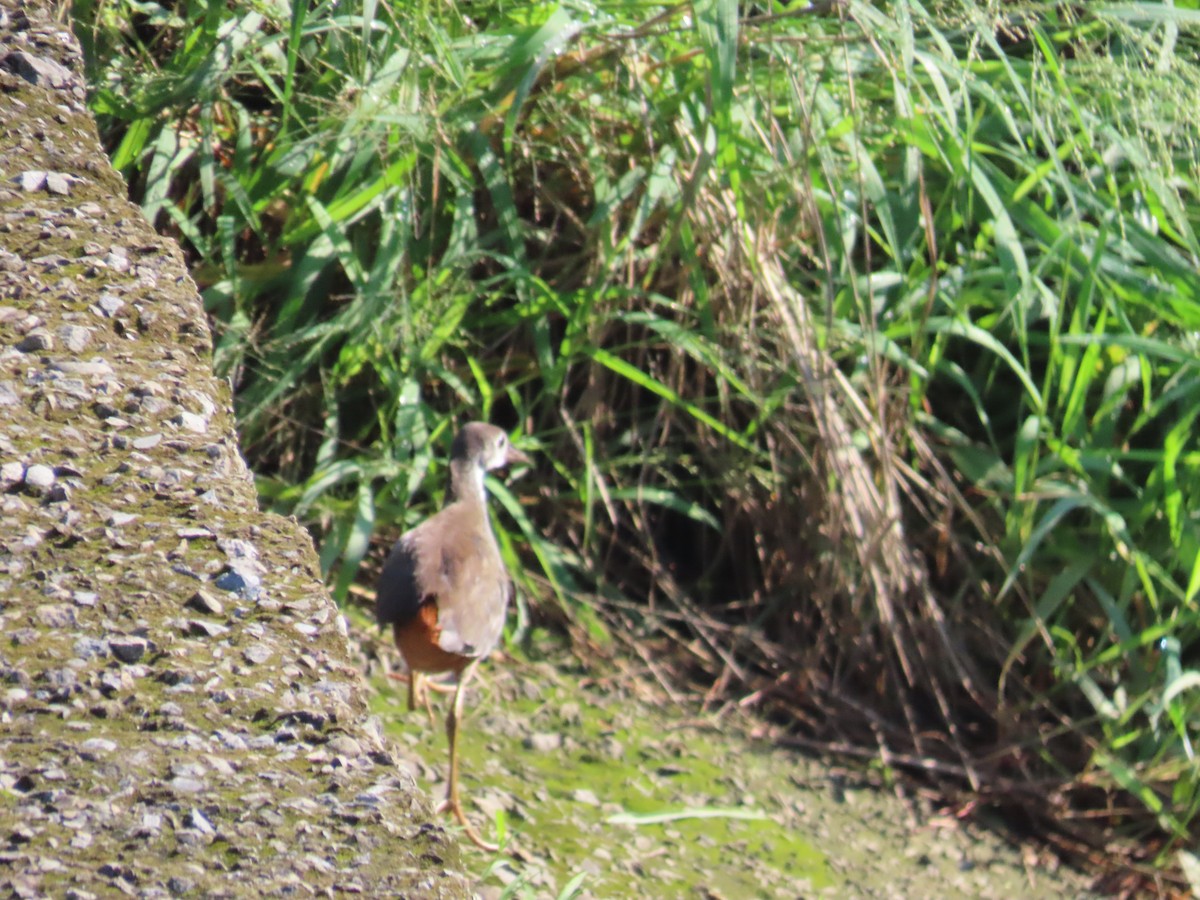 White-breasted Waterhen - ML641290590