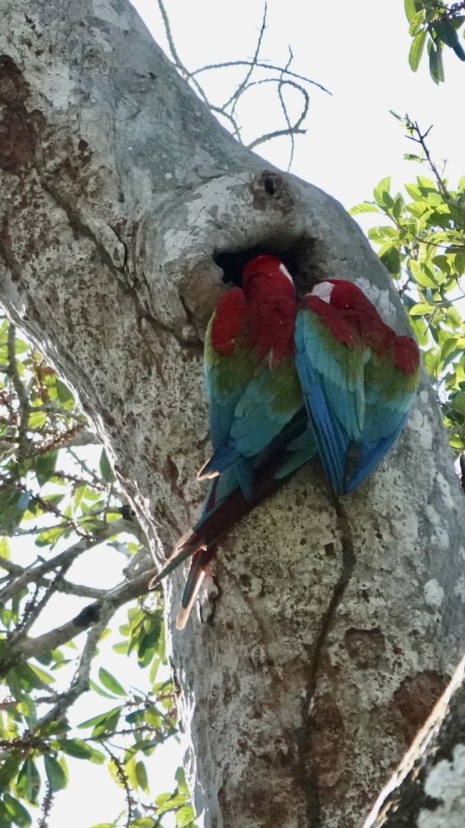Red-and-green Macaw - ML641290598