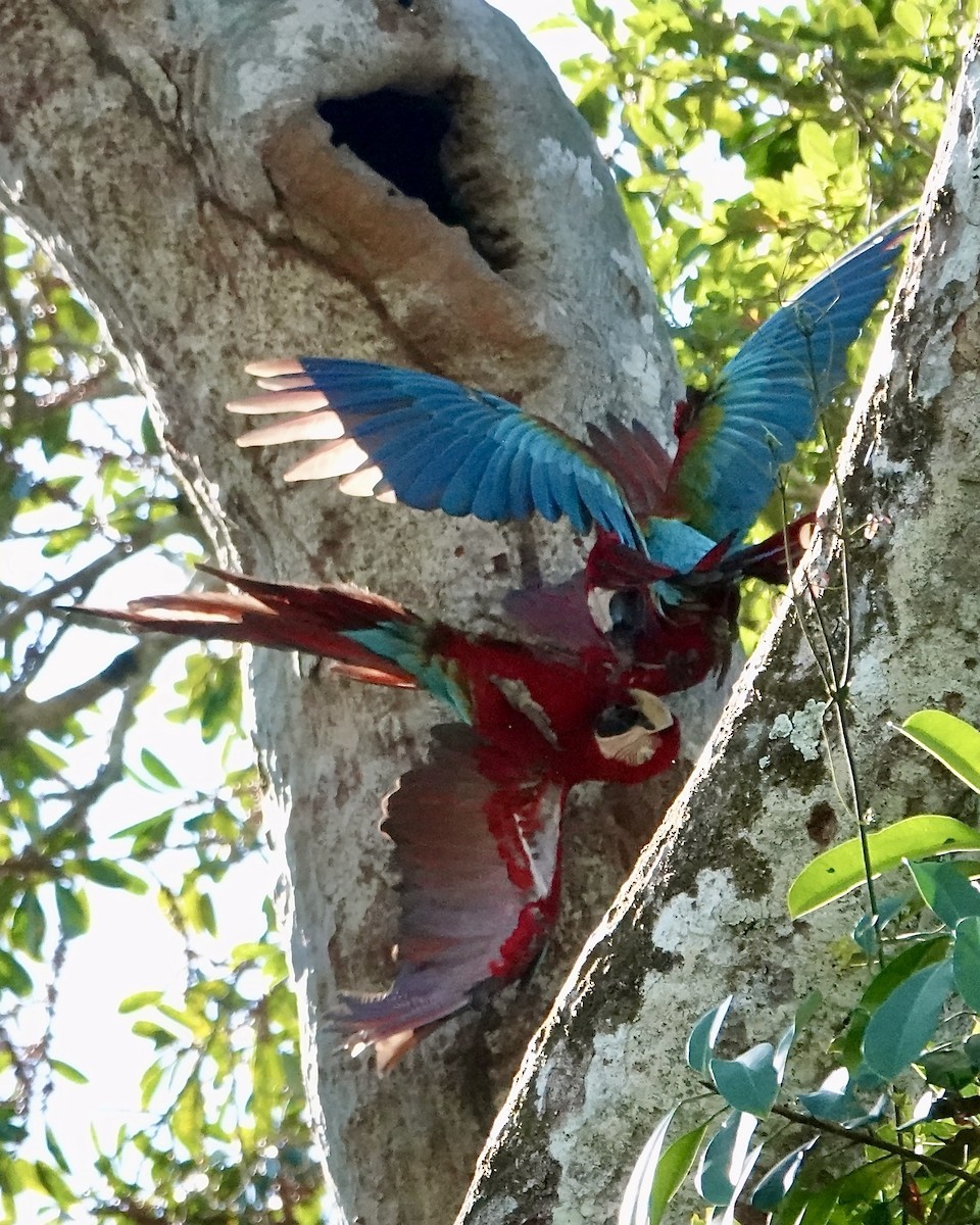 Red-and-green Macaw - ML641290602