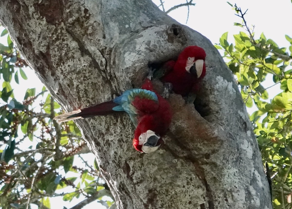 Red-and-green Macaw - ML641290603