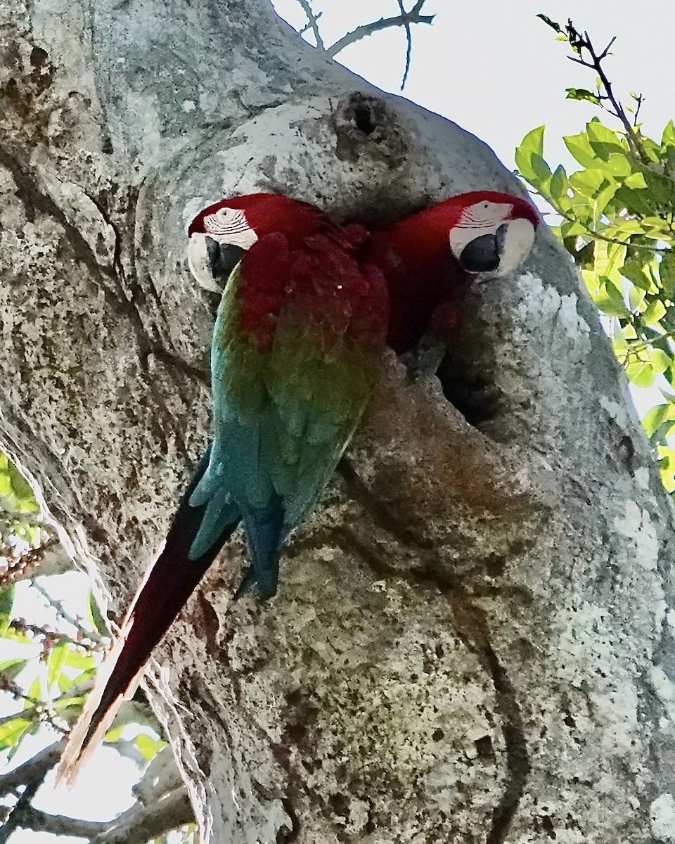 Red-and-green Macaw - ML641290604