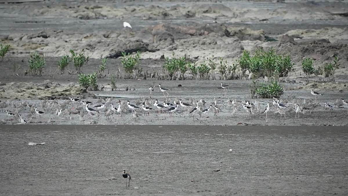 Black-necked Stilt - ML641290605
